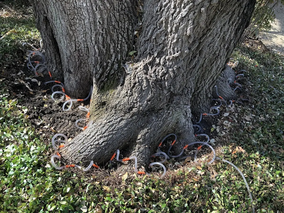 Detailed Shrub and Hedge Trimming job site in Rotan