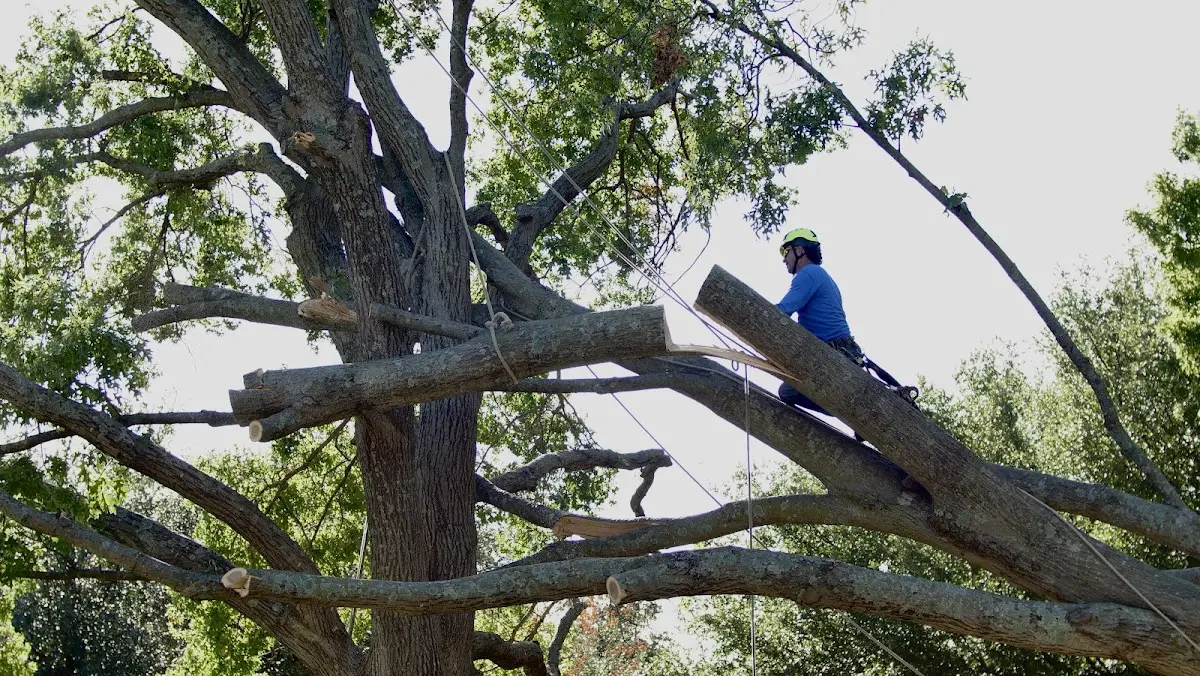 Professional Crown Thinning performed by certified arborists in Rotan